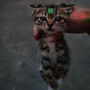 勇者帆船9t7头像