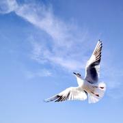 言会咸的个人资料头像