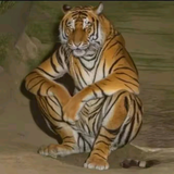 神秘熊猫1ss头像