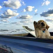 Jambok的个人资料头像