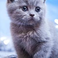 用户5461273709597头像