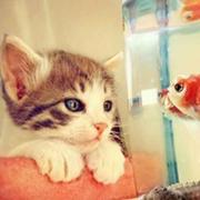 曼特宁的个人资料头像