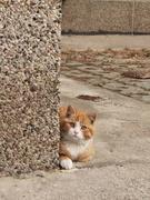 qnn努力努力再努力的个人资料头像