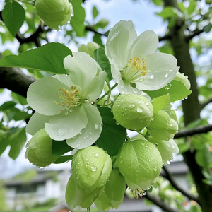 我是敏敏呀头像