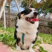 一只大提莫的个人资料头像