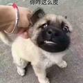 會飛淂豬头像