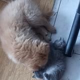 阿猪不爬树头像