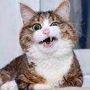 伪前端的小白的个人资料头像