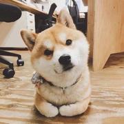 XYX1111的个人资料头像