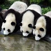 吃老虎的大熊猫的个人资料头像