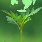 风轻轻吹头像