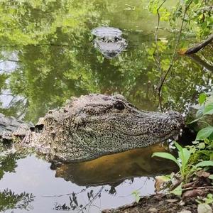 野生扬子鳄张龙守护者头像