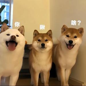mi巨头像