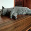 xyczero本尊的个人资料头像