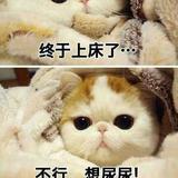 蜂能FONENG头像
