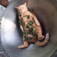 屎急里头像