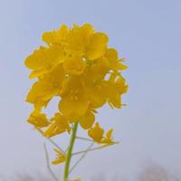 淡定的公牛头像