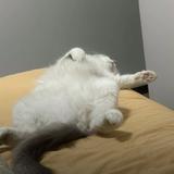 花猫OfO头像