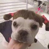 狗狗也要美美哒头像