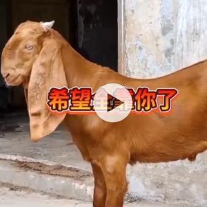 李冻彬头像