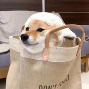 用户2705968560476的个人资料头像