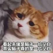 有个能跑就行的个人资料头像