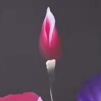 乐天派风筝oRvI头像