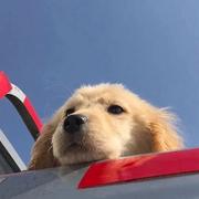 偏安的个人资料头像