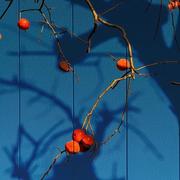 翰墨飘香的个人资料头像