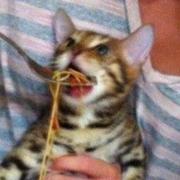 非鱼f的个人资料头像
