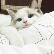 Grimpuer的个人资料头像