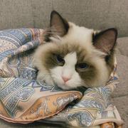 Devzhk的个人资料头像