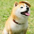 时光清浅头像