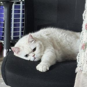 自由西柚Z5P头像