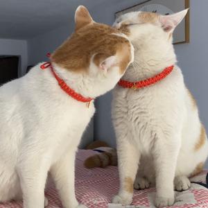 喜上梅梢谢谢关注头像