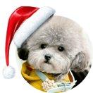 会飞的鱼的个人资料头像