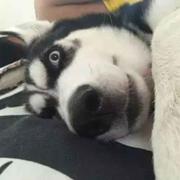 啊波次的额佛歌551的个人资料头像