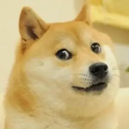 闪电犬头像