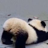 傻鸡流浪猫头像