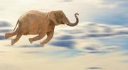 飞翔的大象的个人资料头像