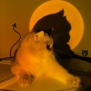 猫咪咕咕的个人资料头像