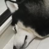 KKOCE头像