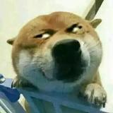 大猫24K头像