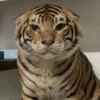 威武霸气De老猫猴子头像