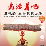 jack栾头像