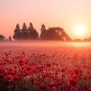 不老不丑就是没人追头像