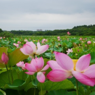 菩提花在开头像