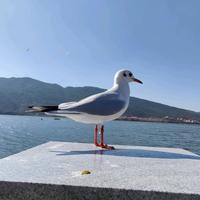 欢快海燕Dj7头像