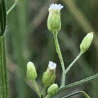 从容的晓洁头像