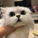 精分君啊的个人资料头像